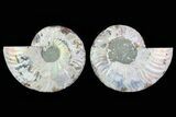 Cut & Polished Ammonite Fossil - Crystal Lined Chambers #78587-1